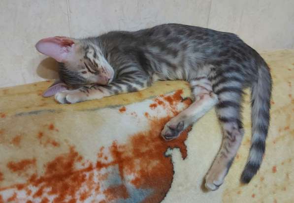Восточные котята серенгети, ориентал с бенгалом в фото 3