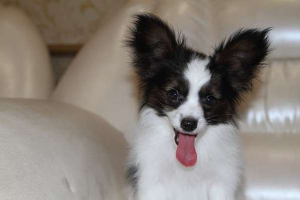 Продается щенок папийона в Краснотурьинске фото 23