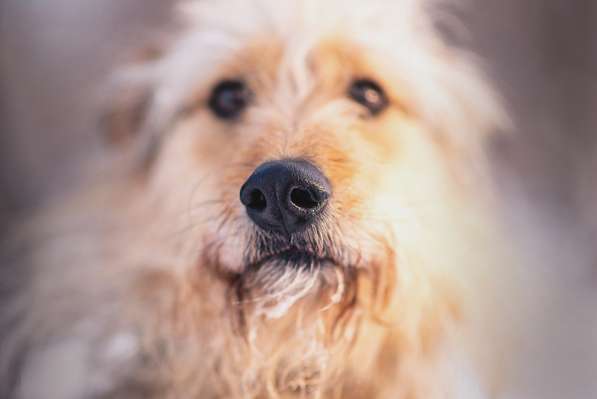 Трогательный Чарлик ищет дом в Москве фото 12