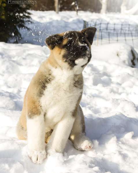 Щенки Американской акиты в Санкт-Петербурге фото 23