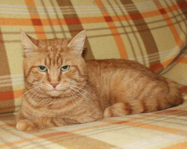 Солнечный зайчик в ваш дом!!! в Москве фото 7