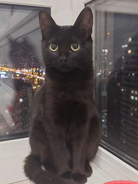Кошка Чёрная Мамба ищет дом в Химках фото 17