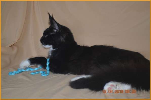 Великолепные котята мейн-кун из питомника в Волгограде фото 231