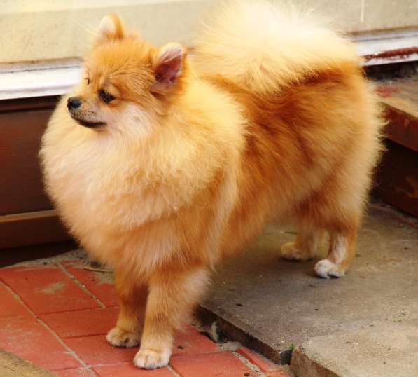 Щенки шпица в Раменское фото 24