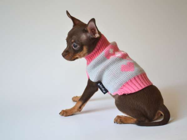 Русский той - Той Терьер - щенки в Москве фото 7