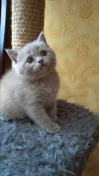 Шотландские котята в фото 7