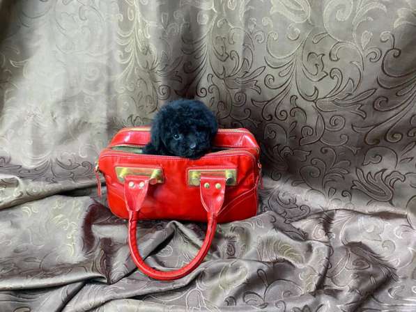 Мальтипу F1 мини