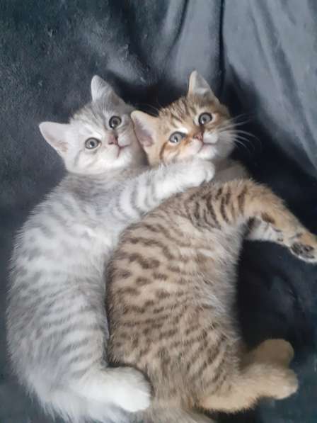 Британские котята в фото 14