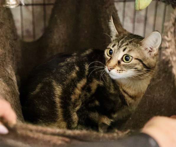 Ищет дом трепетная кошечка Тиффани в Москве фото 8