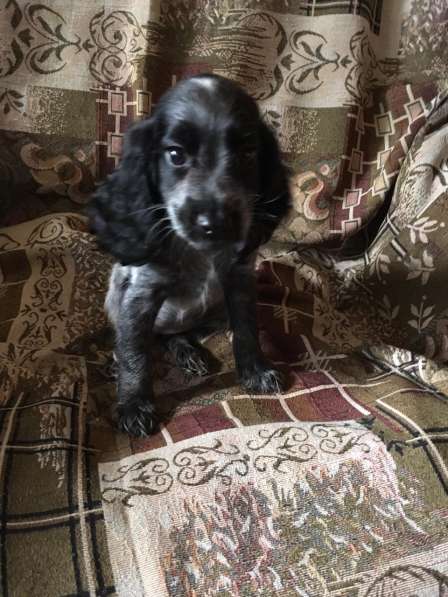 Щенки русского спаниеля в Омске фото 8