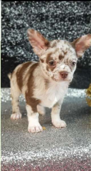 Чихуахуа. Choco merle в 