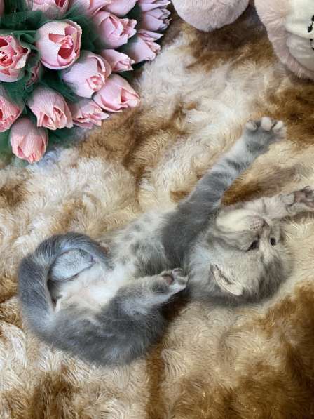 Продаются котята британские, вислоухие, родились 18.05) в Брянске фото 9