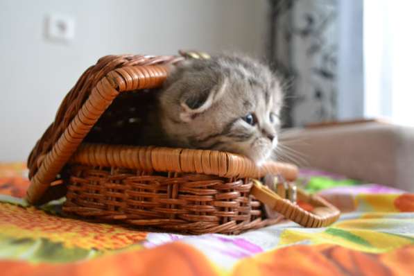 Шотландская вислоухая кошечка в фото 14