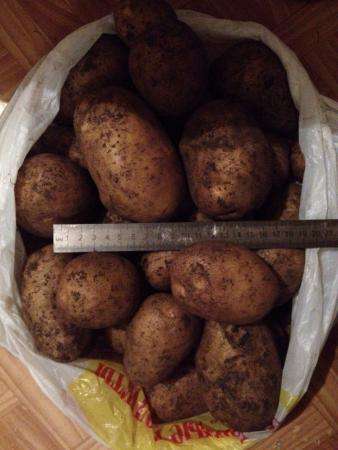 Качественный Тамбовский картофель! в Тамбове