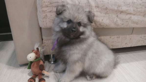 Щенок кеесхонда/вольфшпица в Екатеринбурге фото 10