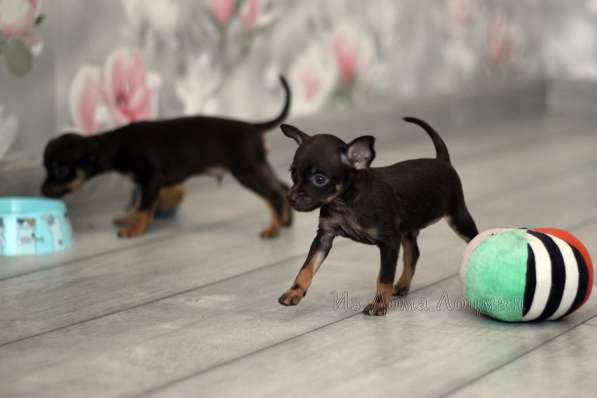 Щенки Русского той -терьера в Новосибирске фото 21