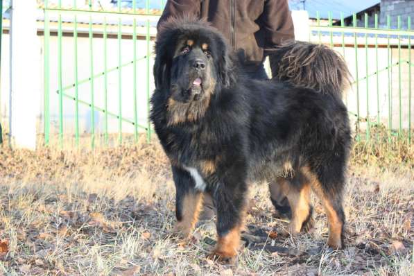 Кобели Тибетского мастифа для вязки в Киржаче фото 9