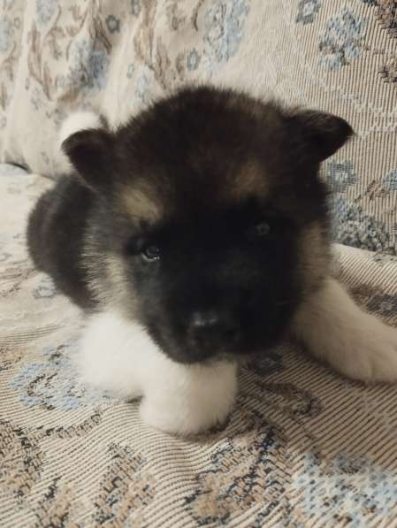 Собаки в фото 15