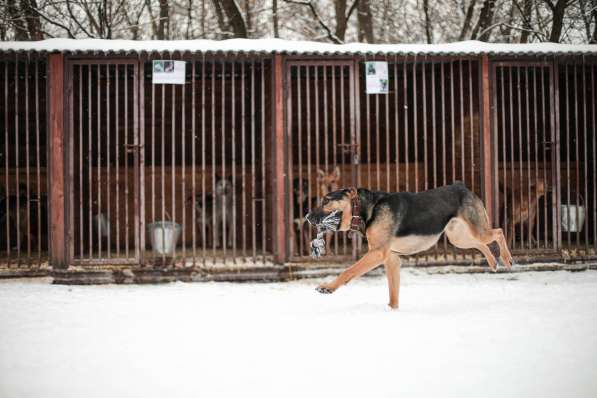 Брюс ищет семью в Москве фото 11
