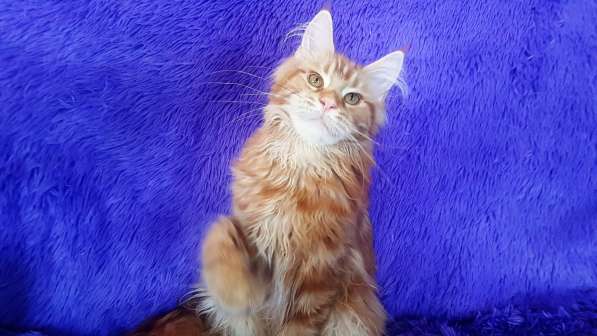 Красотка кремового солидного окраса из питомника Arktur в Тюмени фото 20