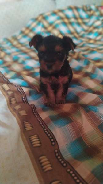 Продам щенков мини йоркширский терьер в фото 10