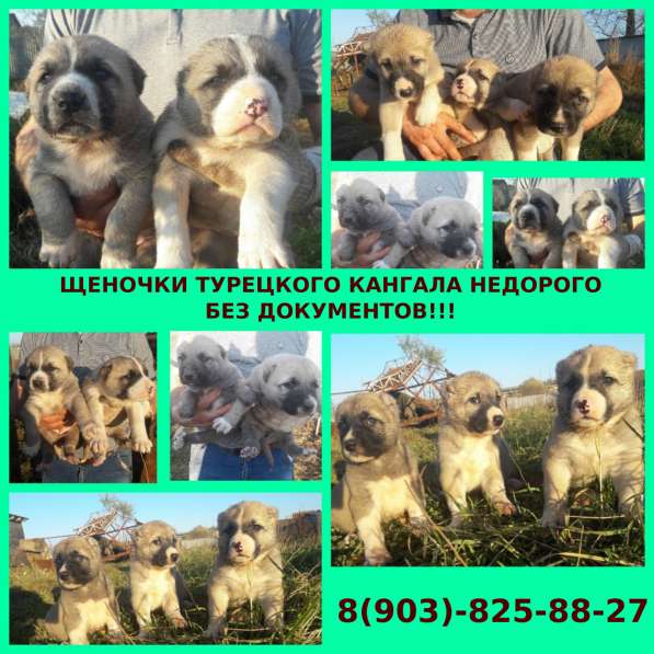 Щенята турецкого кангала недорого