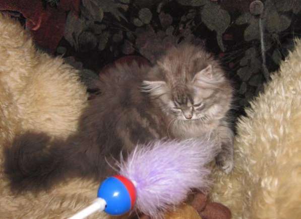 Крупные сибирские котята в Москве фото 3