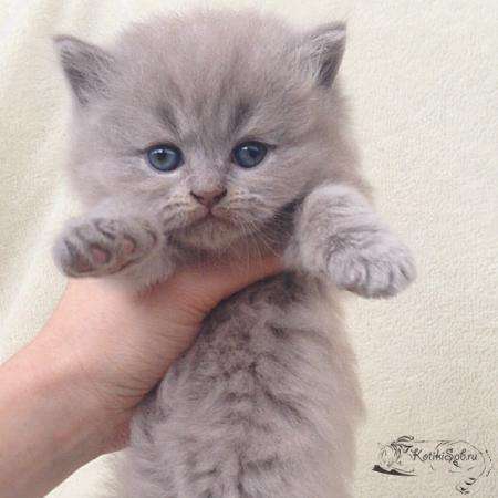 Шотландские котята. Вислоухие и страйты в Санкт-Петербурге фото 4