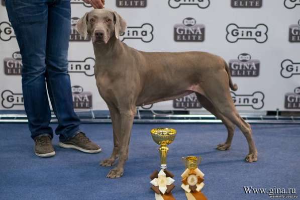 Щенок веймаранера в Дубне фото 4