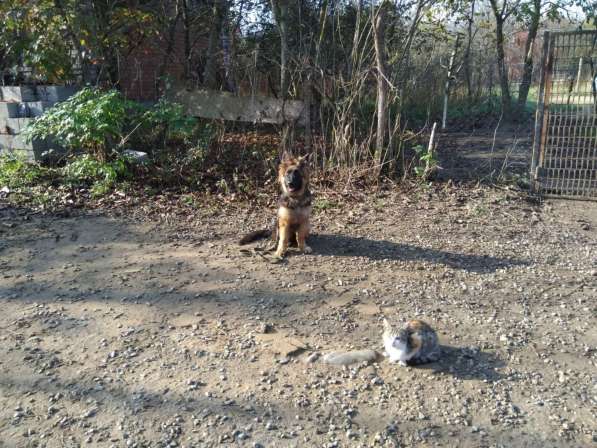 Дрессировка собак в Тимашевске фото 5