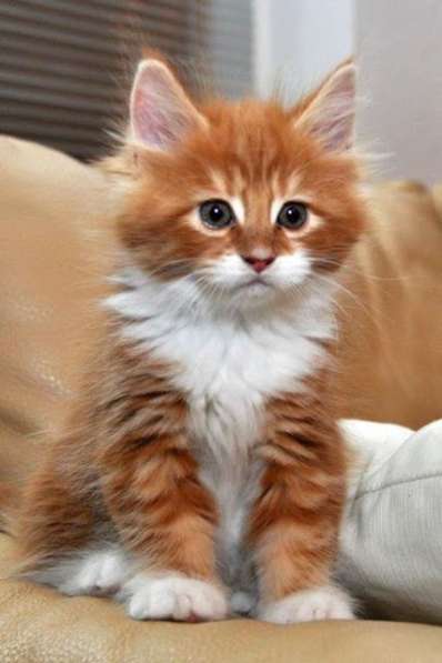 Нужен такой рыжий котенок знающий лоток и ласковый ручной в Санкт-Петербурге