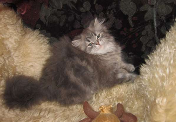 Котенок с родословной в Москве