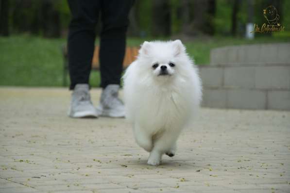 Want a white Pomeranian ?☁ в Туле фото 3