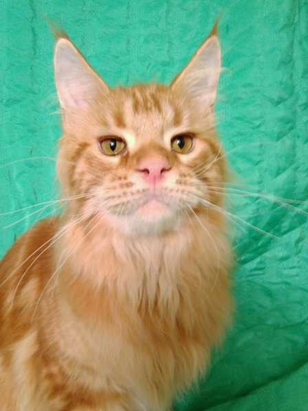 Красотка кремового солидного окраса из питомника Arktur в Тюмени фото 25