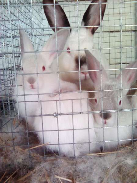 Продаю кроликов Калифорнийской породы в Москве фото 5