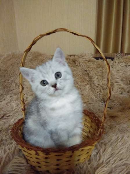 Шотландские котята в Санкт-Петербурге