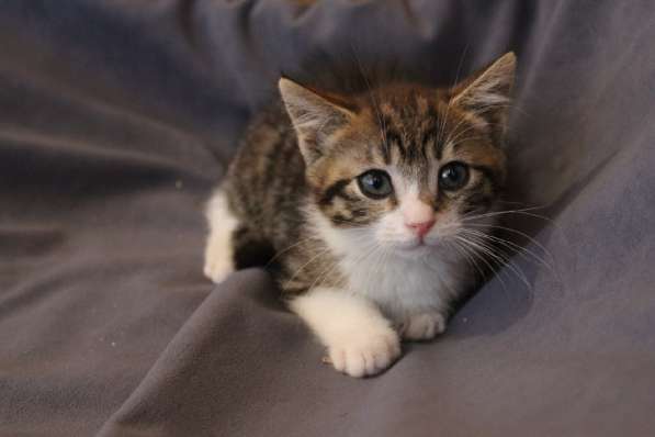 Зеленоглазая нежная красавица-кошка в Санкт-Петербурге фото 37