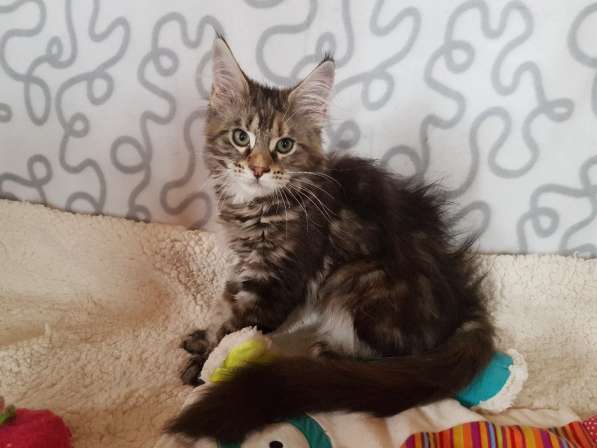 Взрослые девочки из питомника, возможно в совладение в Екатеринбурге фото 37