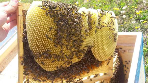 Фермерское Хозяйство Реализует Пчелопакеты Карника, карпатка в фото 4