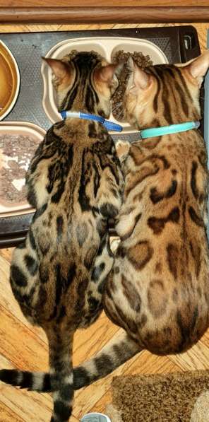 Бенгальские котята, шикарная кошечка, документы WCF, питомн в фото 32