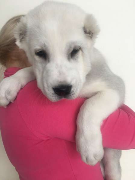 АЛАБАИ ЩЕНКИ в фото 17