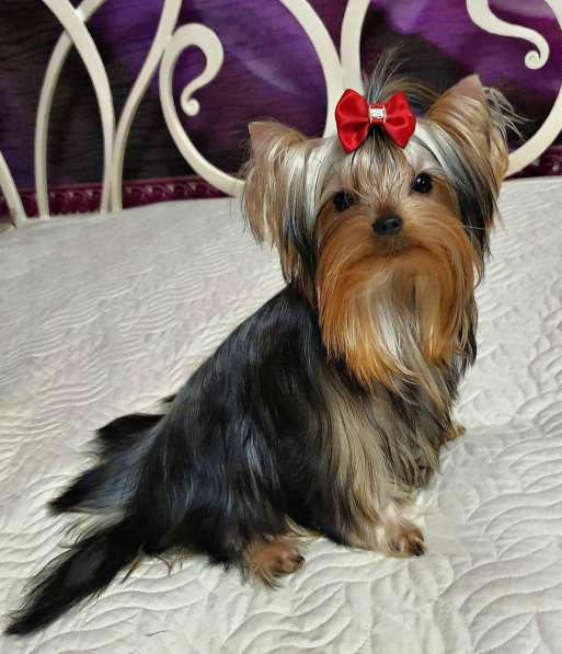 МИНИ ЙОРШИРЕНОК ПОДРОЩЕННЫЙ в Москве фото 5