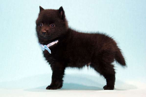 Шипперке щенки из питомника в Москве фото 7