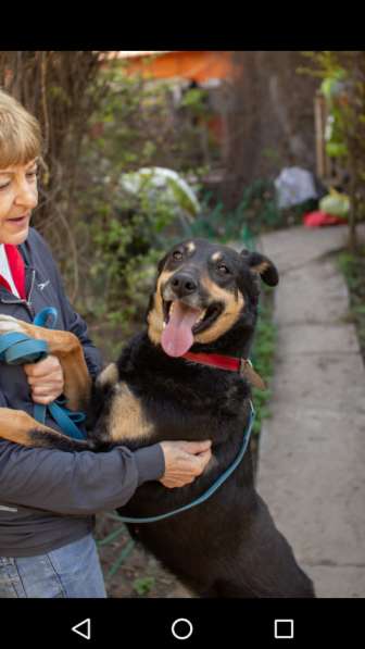 Красавица Лора в добрые руки в Москве фото 10