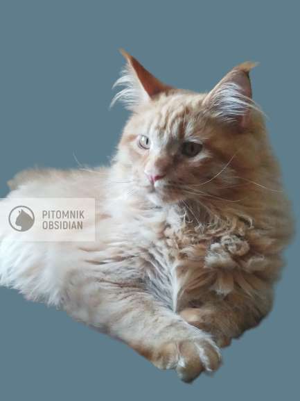 Мейн-кун продажа в Москве фото 3