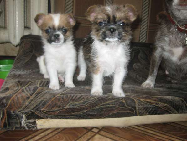 ЧИХУАХУА в Калуге фото 3