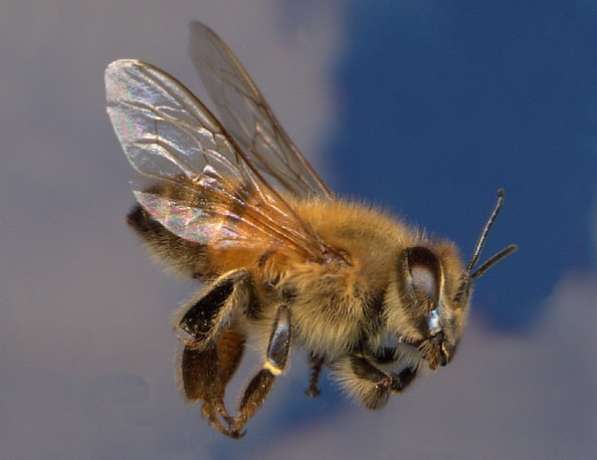Пчелопакеты в Кемерово Доставка бесплатная