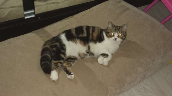 Голубая пятнистая девочка с документами в Санкт-Петербурге фото 4