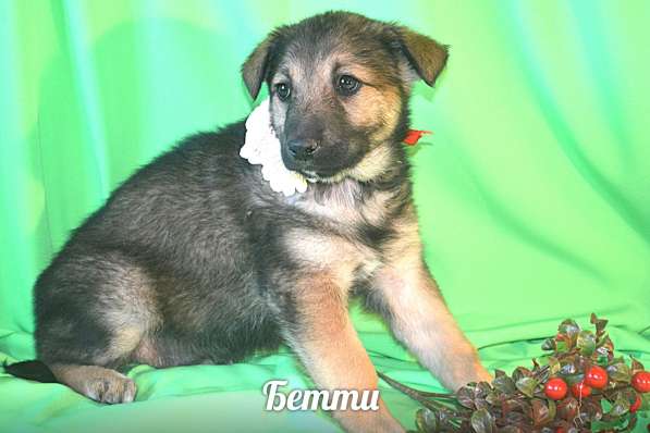 Щенки-девочки Беста, Бетти, Бесси Возраст 2 мес в Санкт-Петербурге фото 4