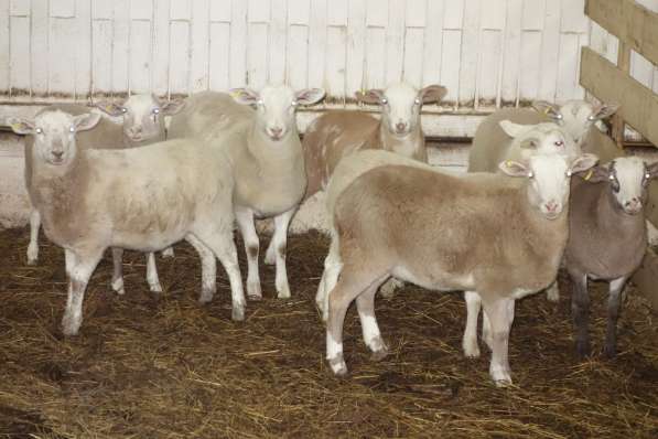 Племенные овцы породы Катумская (Скот из Европы)